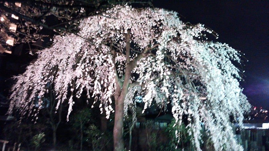 夜桜素敵ですね～